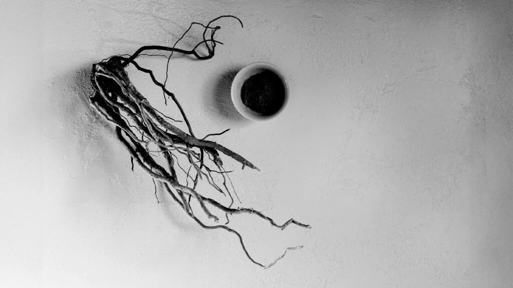 black and white photo of ashwagandha root
